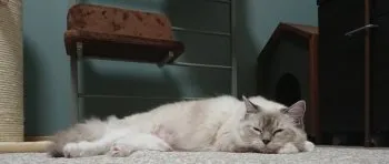 K.K 様のお迎えした子猫
