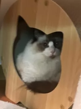 あまぐり 様のお迎えした子猫