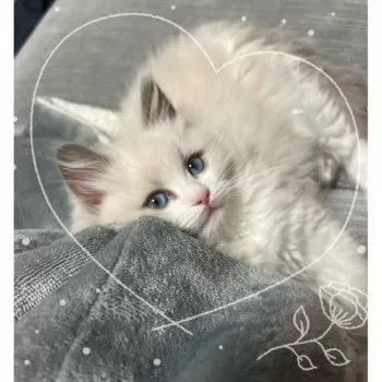 にゃんこもち 様のお迎えした子猫