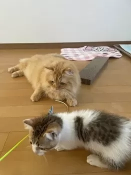 ぽんずさん 様のお迎えした子猫