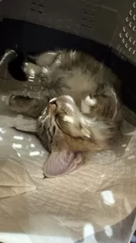 M.N 様のお迎えした子猫