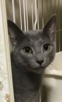 あづき 様のお迎えした子猫