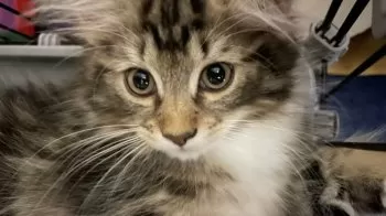 Y.I 様のお迎えした子猫