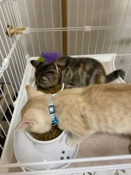 N.S 様のお迎えした子猫