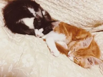 キクチ 様のお迎えした子猫