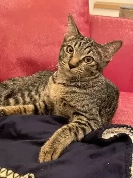 J.T 様のお迎えした子猫