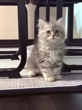 佐藤 様のお迎えした子猫