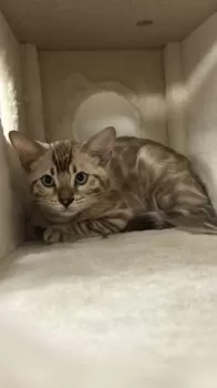A.H 様のお迎えした子猫