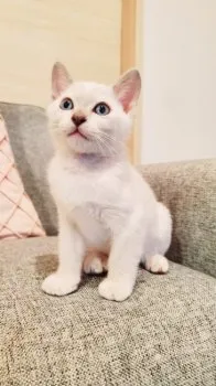 みーこ 様のお迎えした子猫
