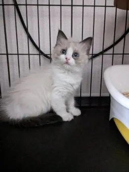 Y.M 様のお迎えした子猫