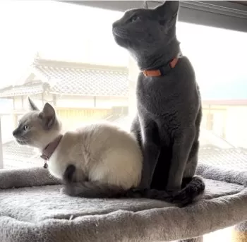 RRR 様のお迎えした子猫