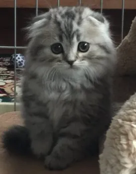 きんちゃん 様のお迎えした子猫