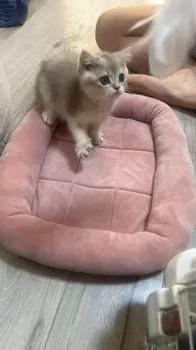 T.S 様のお迎えした子猫