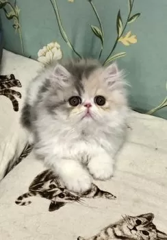 みどやん 様のお迎えした子猫
