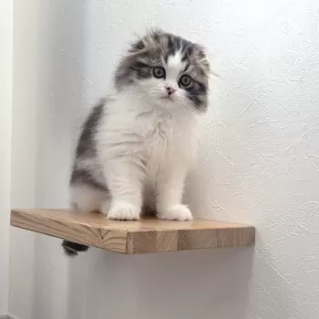 もふもふ 様のお迎えした子猫
