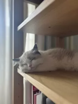 T.T 様のお迎えした子猫