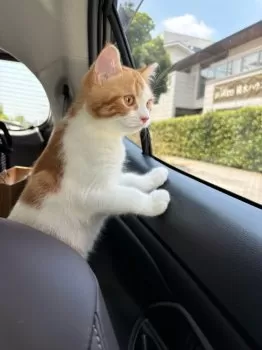 S.O 様のお迎えした子猫