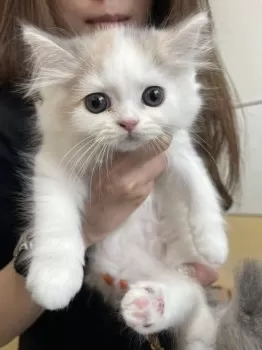 ゆう 様のお迎えした子猫