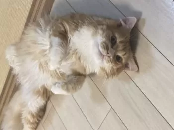 猫好き 様のお迎えした子猫