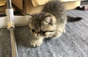 H.O 様のお迎えした子猫