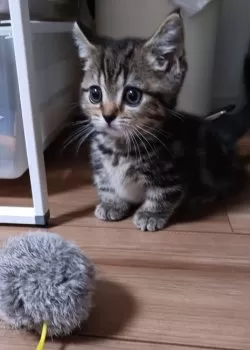 トネ 様のお迎えした子猫