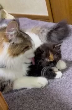 ふらすこ 様のお迎えした子猫