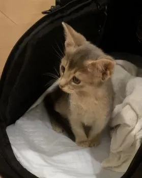 チャナン 様のお迎えした子猫