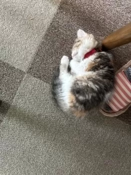 まー 様のお迎えした子猫