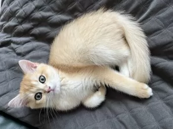ららちゃん 様のお迎えした子猫
