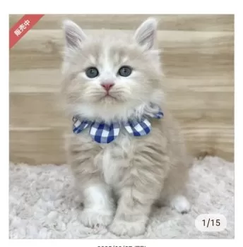 T.Ｉ 様のお迎えした子猫