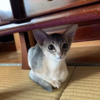 Y.T 様のお迎えした子猫