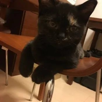 井口 恵美子 様のお迎えした子猫