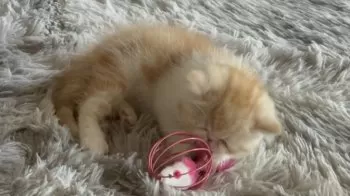 汐華初流乃 様のお迎えした子猫