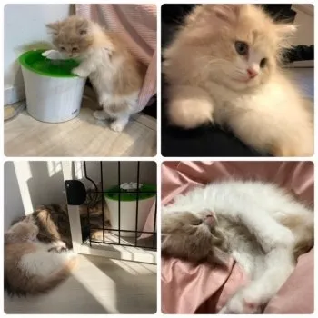 あんちゃん 様のお迎えした子猫