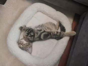 M.M 様のお迎えした子猫