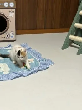 ゆう 様のお迎えした子猫