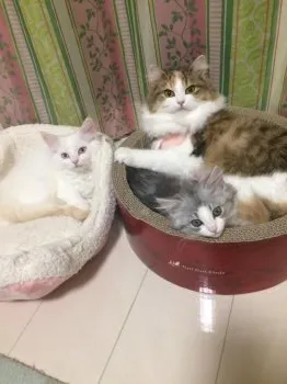 ラガ3匹のママ 様のお迎えした子猫