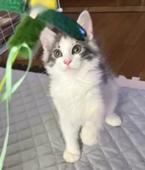ふく 様のお迎えした子猫