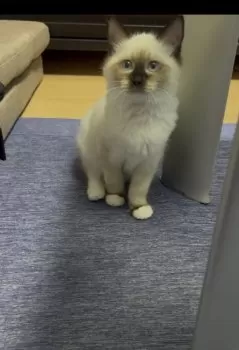 A.I 様のお迎えした子猫