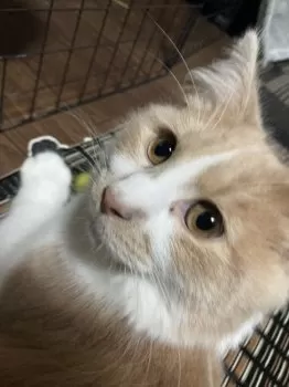 かずは 様のお迎えした子猫