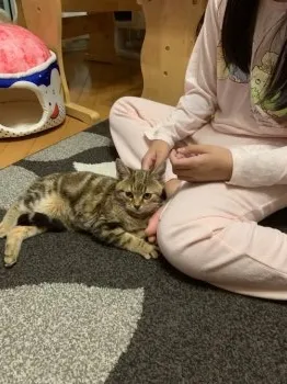 それいゆ 様のお迎えした子猫