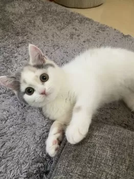 白あん 様のお迎えした子猫