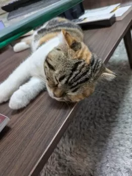 みさ 様のお迎えした子猫