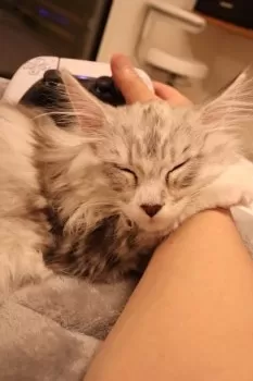 K.K 様のお迎えした子猫