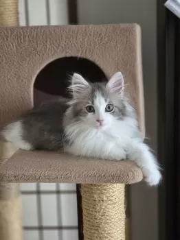 Gon 様のお迎えした子猫