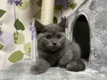 いなりん 様のお迎えした子猫
