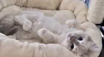 Y.I 様のお迎えした子猫