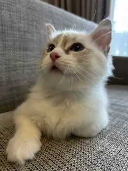 E.I 様のお迎えした子猫