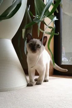 シャム猫 様のお迎えした子猫