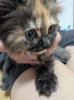 ごま 様のお迎えした子猫